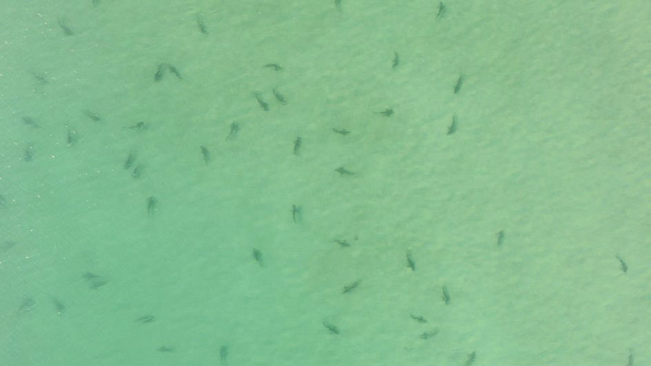Hundreds of sharks basking in the sun in Tryphena, Great Barrier Island. (Video / Zach Judkins)