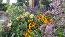 Jo McCarroll: Gardening tips for 2020