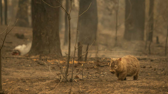 Wildlife struggles to find food, water and shelter after a bushfire swept through bone-dry bushland in the Kangaroo Valley.. (Photo/ Getty)