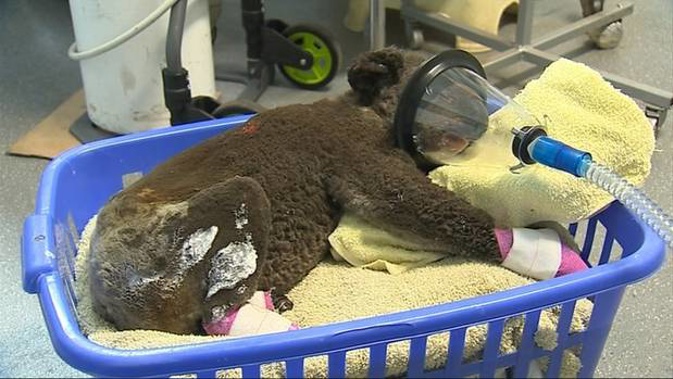 A koala taken to the Port Macquarie hospital after being caught in the fire. (Photo / File)