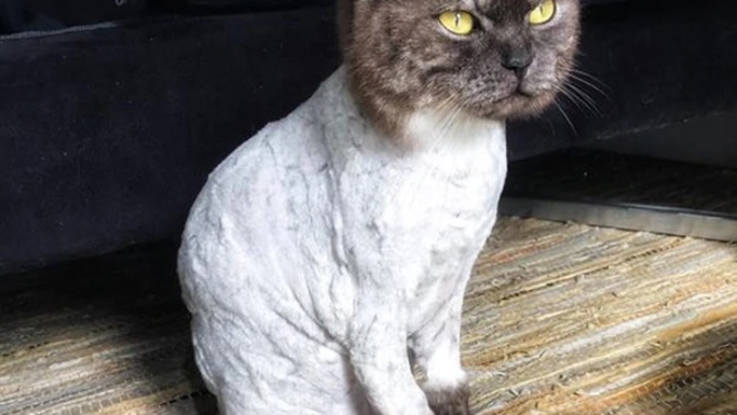 Nikki Kaye's cat Charlie had to be shaved after a building site accident.