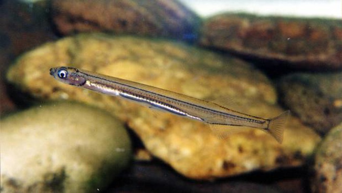 The Government says more action is needed to protect species threatened with extinction. (Photo / File)