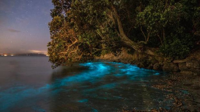Bioluminescence in Tindalls Bay, Auckland. (Photo / Copyright Alistair Bain Photography)