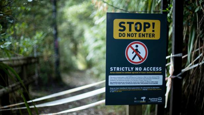 Many walking tracks in the Waitākere Rangers have been closed to the public, to try and reduce the spread of kauri dieback. Photo / Dean Purcell