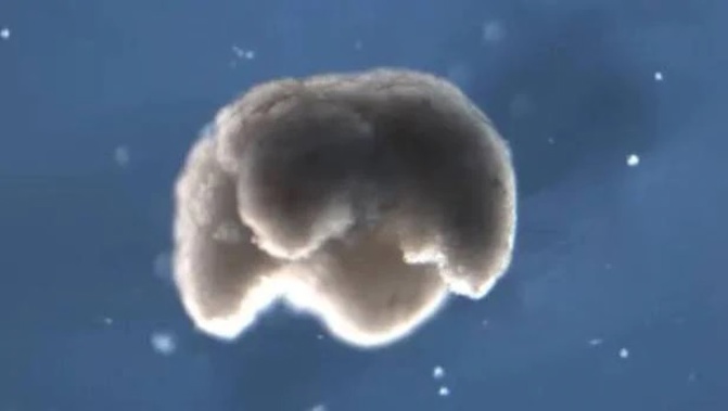 A xenobot made out of frog stem cells. Photo / Tufts University