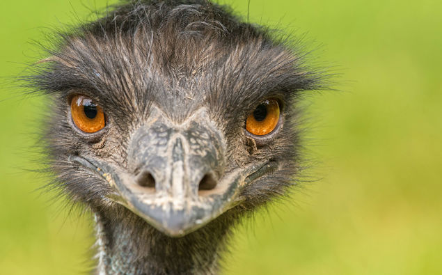 emu-shutterstock-via-cnn.jpg?width=635&h