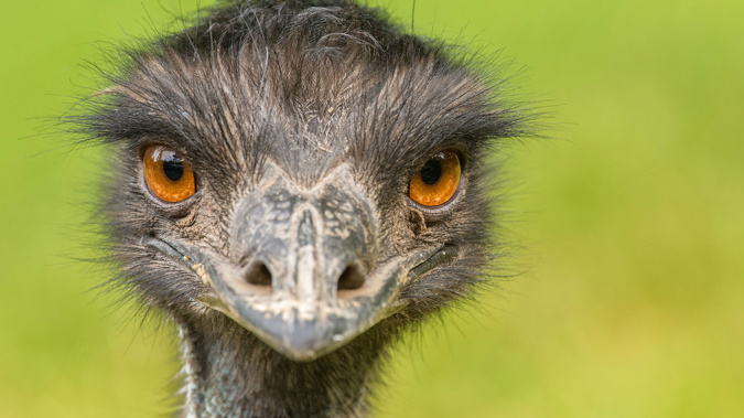There are three families of emu roaming the town. (Photo / Shutterstock via CNN)