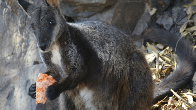 A  male brush-tailed rock wallaby eating supplementary food researchers provided. (Photo / Guy Ballard/NSW DPI - UNE via AP)