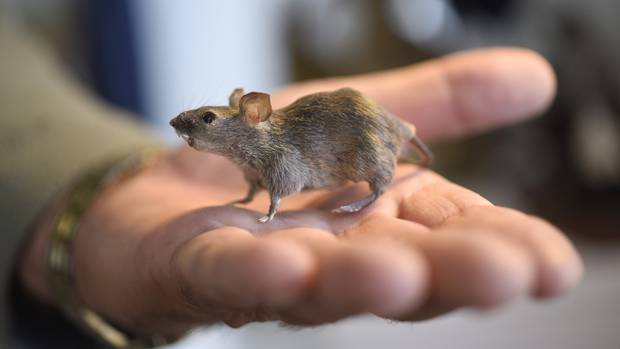 The impact of mice on subantarctic Antipodes Island has pointed to the toll they could wreak on a New Zealand successfully cleared of stoats, rats and possums. Photo / NZME