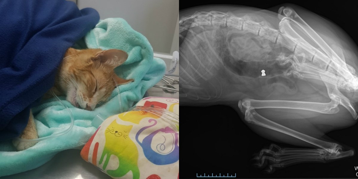 Photo / SPCA Christchurch Centre