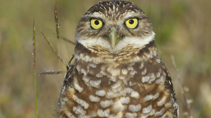 The Marco Island City Council agreed to set aside $5,000 every year to pay residents who host burrows for the vulnerable birds. (Photo / CNN)