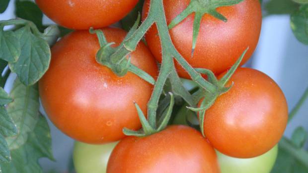 Photo / Gareth Winter