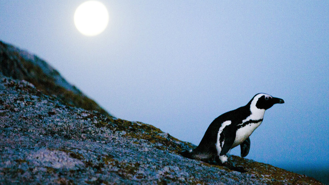 An African penguin walks during a full moon at Boulders Beach 2010. (Photo / CNN)