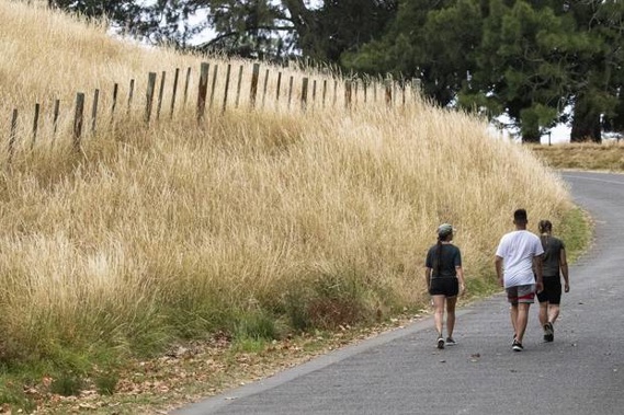 The lack of rainfall makes for a dusty trail for walkers as the summer-dry bites on the slopes of Maungakiekie / One Tree Hill. Photo / Jason Oxenham
