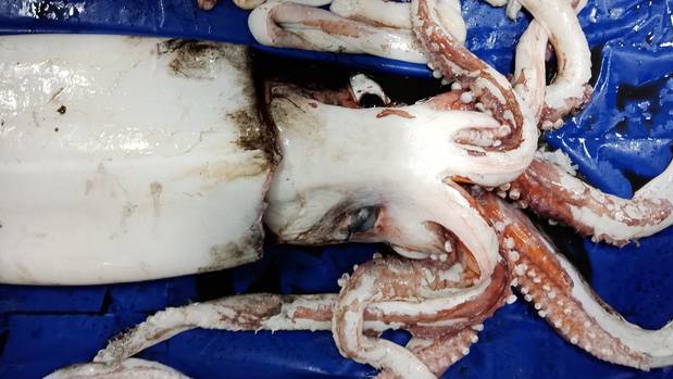 The giant squid that Niwa scientists caught near Chatham Rise last month. Photo / Brit Finucci