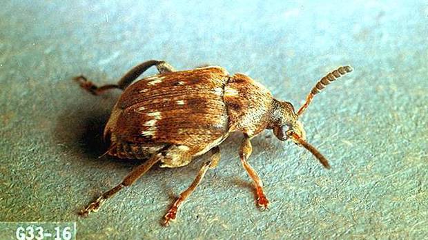 A pea weevil. Photo / Dave Murdoch