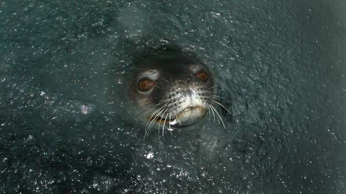 The seals had been hunted away from the area. (Photo / File)