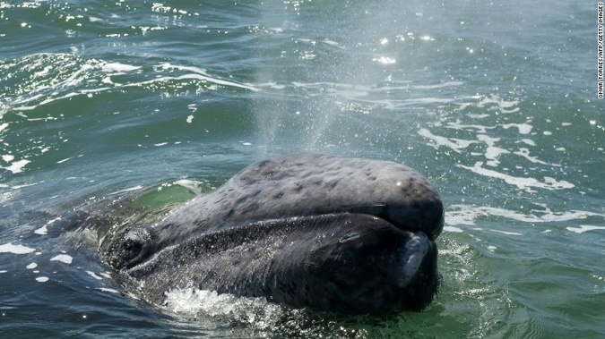 Scientists believe solar storms are interfering with whales navigational senses. (Photo / Supplied)