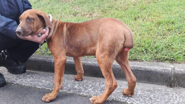 Spencer's owner used bands to dock his tail when he was four months old. The bands did not cut the tail cleanly. Photo / SPCA