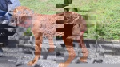 Spencer's owner used bands to dock his tail when he was four months old. The bands did not cut the tail cleanly. Photo / SPCA