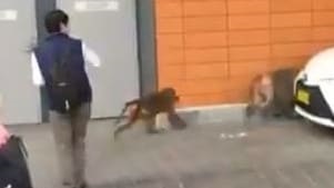 Baboons on the loose at RPA Hospital, Sydney. (Photo / Nine News)
