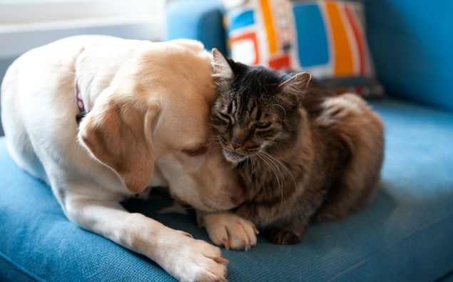 Mike Atkinson: Pets won't destroy your rental