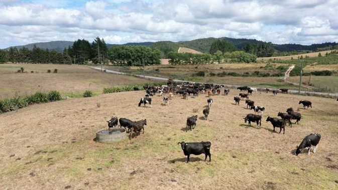 The big dry is visible on the farm belonging to Northalnd farmer Terrance Brocks at Kaikohe. Photo / Chris Tarpey
