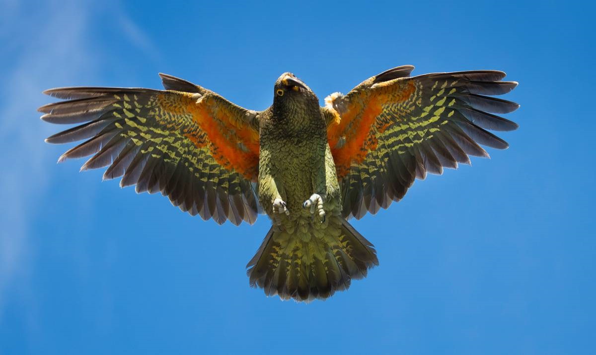New Zealand's charismatic kea. Photo / File