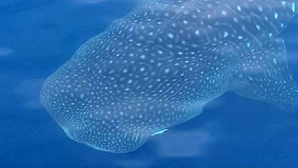 The whale shark was about 10 metres long. (Video / Supplied)