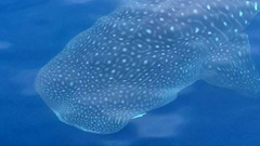 The whale shark was about 10 metres long. (Video / Supplied)