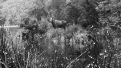 A moose photographed in Fiordland in 1952. Photo / Supplied