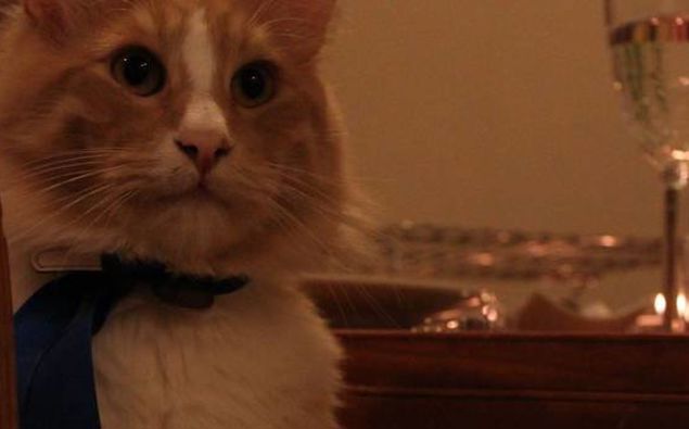 Mittens has a tendency to roam, his owner says. Photo / Supplied