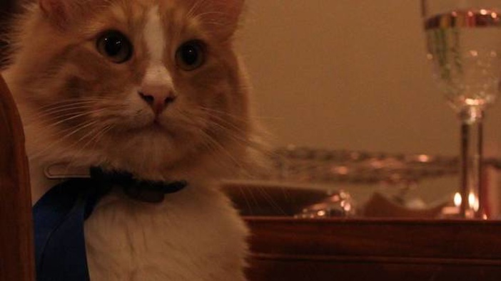 Mittens has a tendency to roam, his owner says. Photo / Supplied