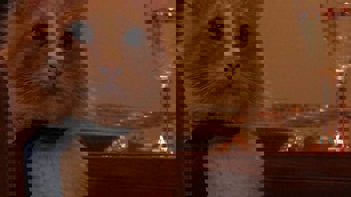 Mittens has a tendency to roam, his owner says. Photo / Supplied