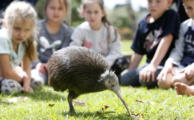 Getting Kiwis involved in conservation is one of the first big steps of the Government's new strategy toward a predator-free New Zealand. Photo / Michael Cunningham