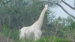 The rare white giraffe. Photo / Hirola Conservation Programme