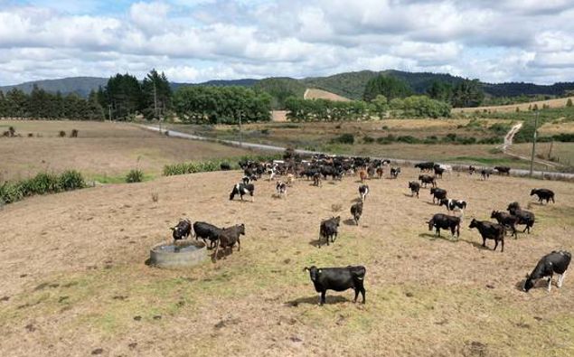 Northern regions have been hit hard by drought. (Photo / File)