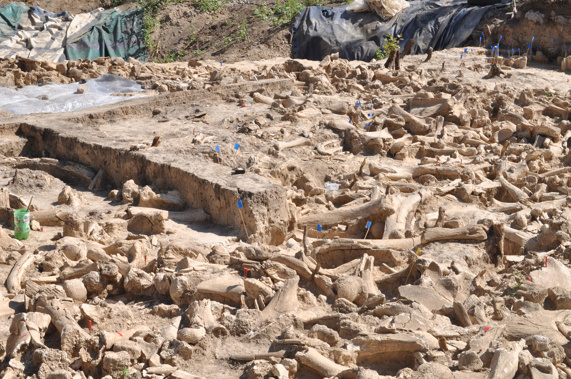 A total of 51 lower jaws and 64 individual mammoth skulls were used to construct the walls of the 30ft by 30ft structure and scattered across its interior. (Photo / Alex Pryor via CNN)