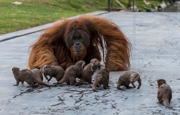 (Photo / Pairi Daiza Zoo via Facebook)