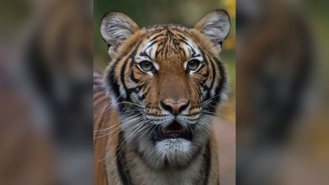 Nadia, a 4-year-old female Malayan tiger at the Bronx Zoo, has tested positive for COVID-19. The tiger is expected to recover. (Photo / Wildlife Conservation Society)