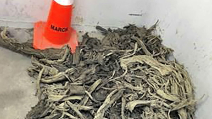 Fragments of a tree found in Auckland last month and estimated to be about 28,000 years old. (Photo / Supplied)