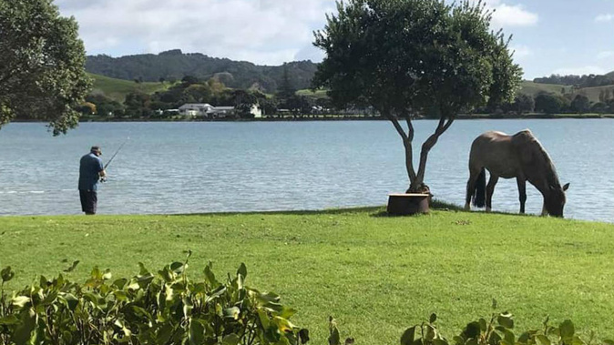 Winston Peters and his horse are the stars of the photo. (Photo / Facebook)