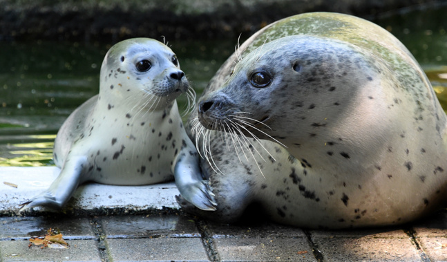 A baby female sea lion "Jogi" lies next to its mother "Eike" in the zoo in Neumünster, Germany, on July 11, 2014. (Photo / via CNN)