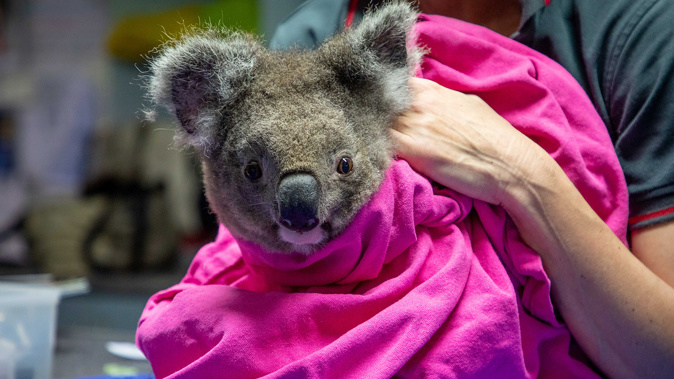 Anwen the koala has been resettled at the Lake Innes Nature Reserve in New South Wales. (Photo / Port Macquarie Koala Hospital)