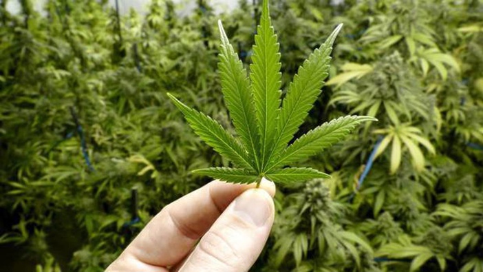 New details of a proposed framework for legal cannabis for personal use have been released. Photo / Supplied