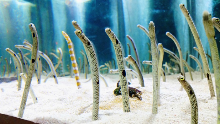 The spotted garden eels are becoming shy, staff at the Tokyo aquarium have warned. (Photo /G etty)