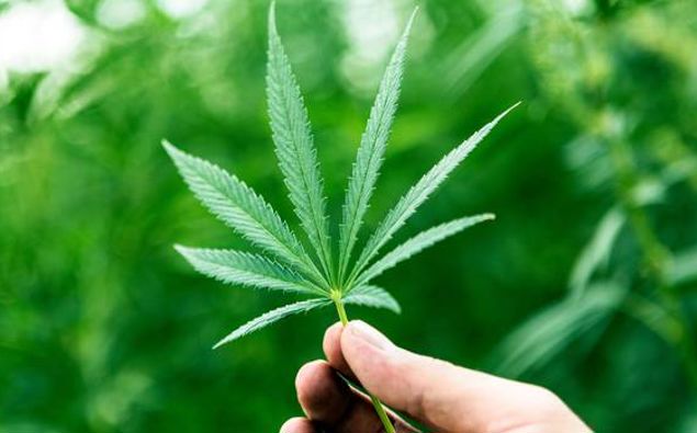 Bennett and Swarbrick weigh in on cannabis referendum legislation