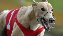 Greyhound racing back up and running