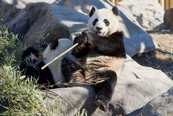 Giant pandas Da Mao and Er Shun arrived in Toronto in 2014. Photo / Getty Images