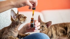 Many pet owners are looking for natural treatments for their pets. (hoto / Getty)